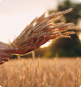 Harvested Fresh