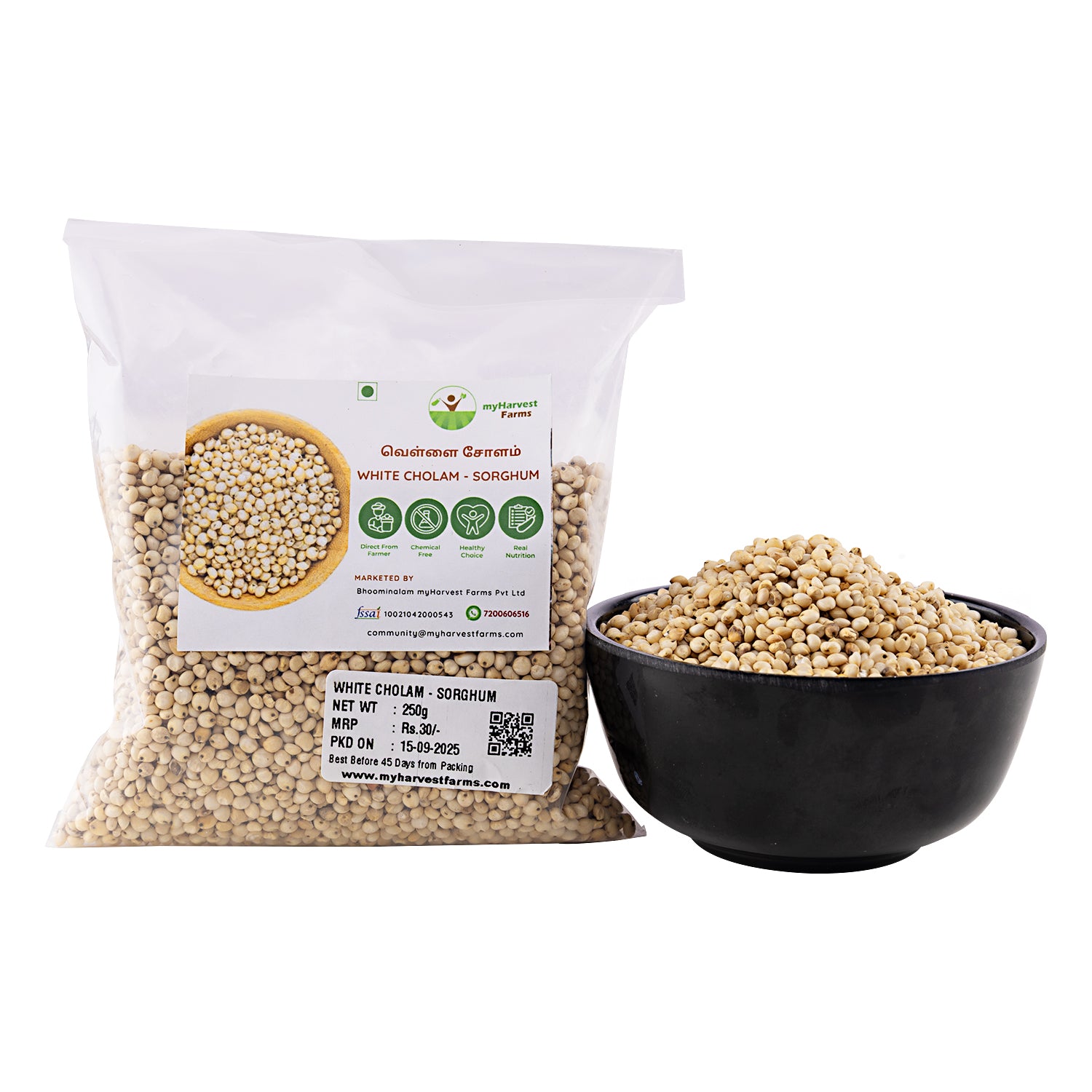 White Cholam - Sorghum