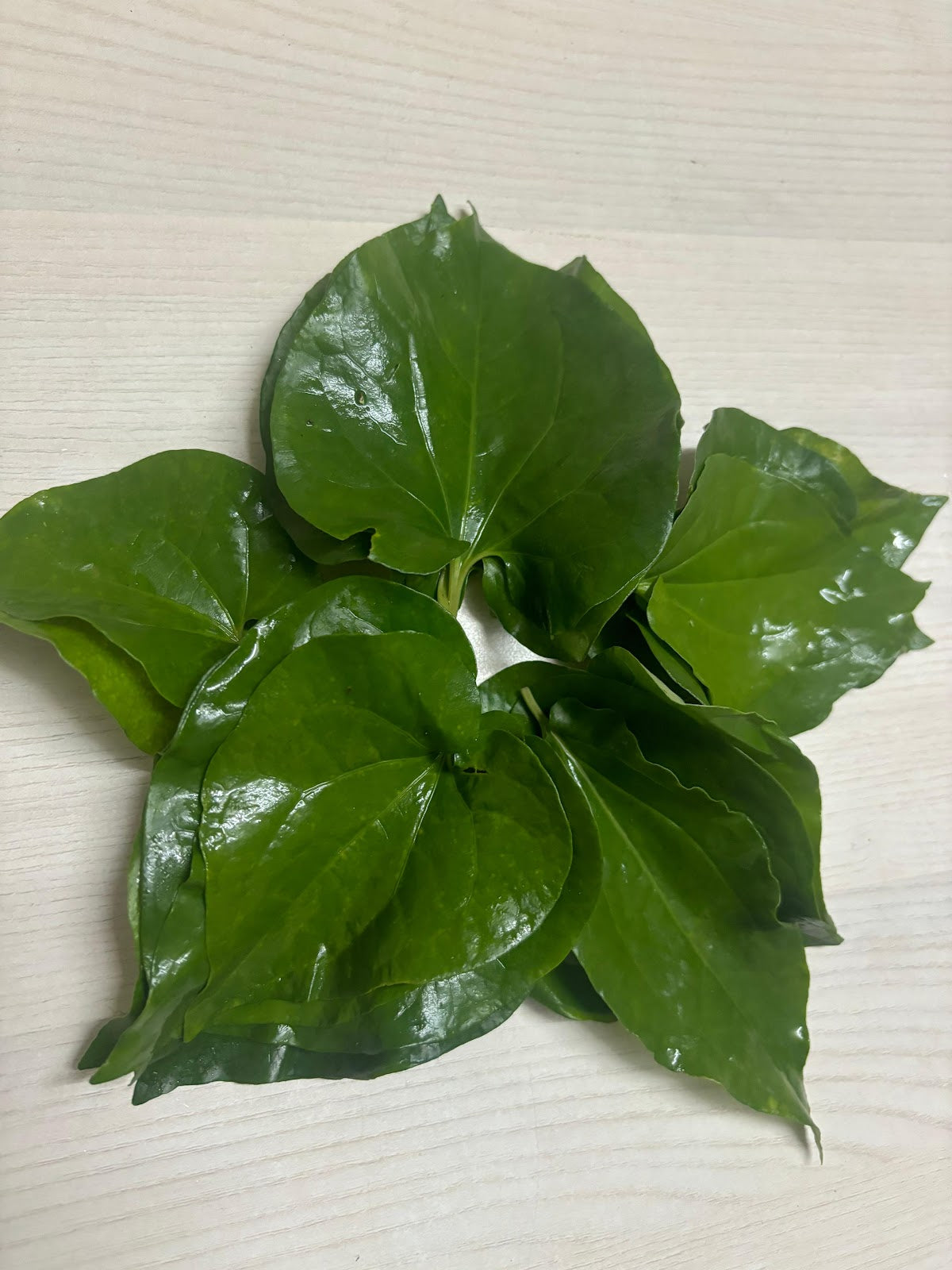 Thippili Leaves