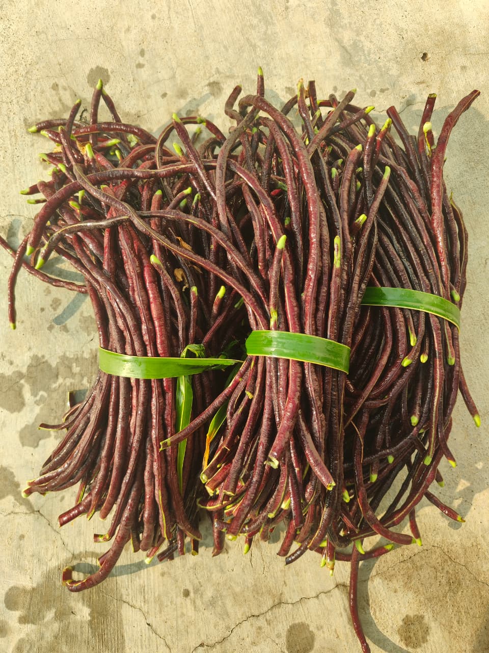 Red Kaaramani - Long Beans Red