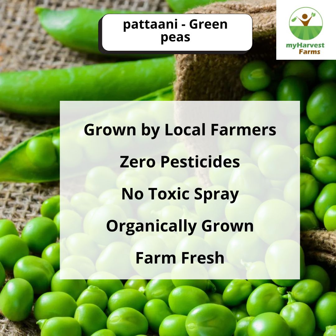 Pattani - Green Peas