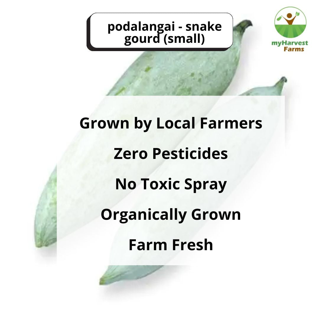 Podalangai - Snake Gourd (Small)