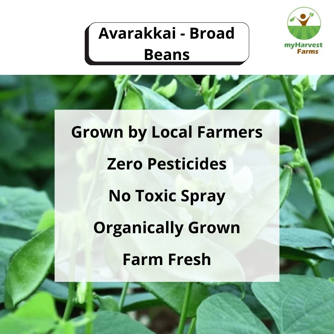 Avarakkai - Broad Beans