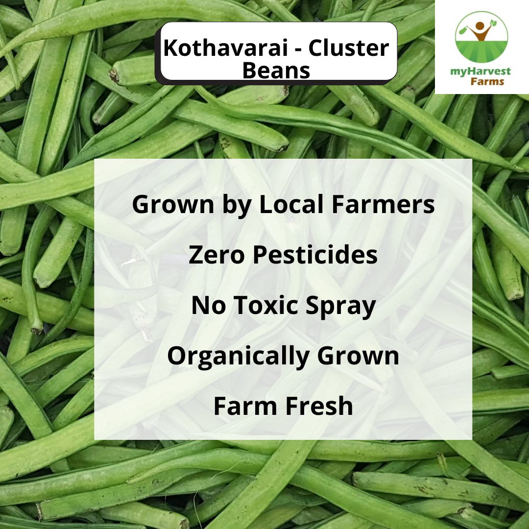 Kothavarai - Cluster Beans