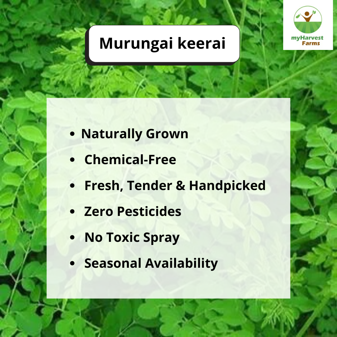 Murungai Keerai (Drumstick Leaves)
