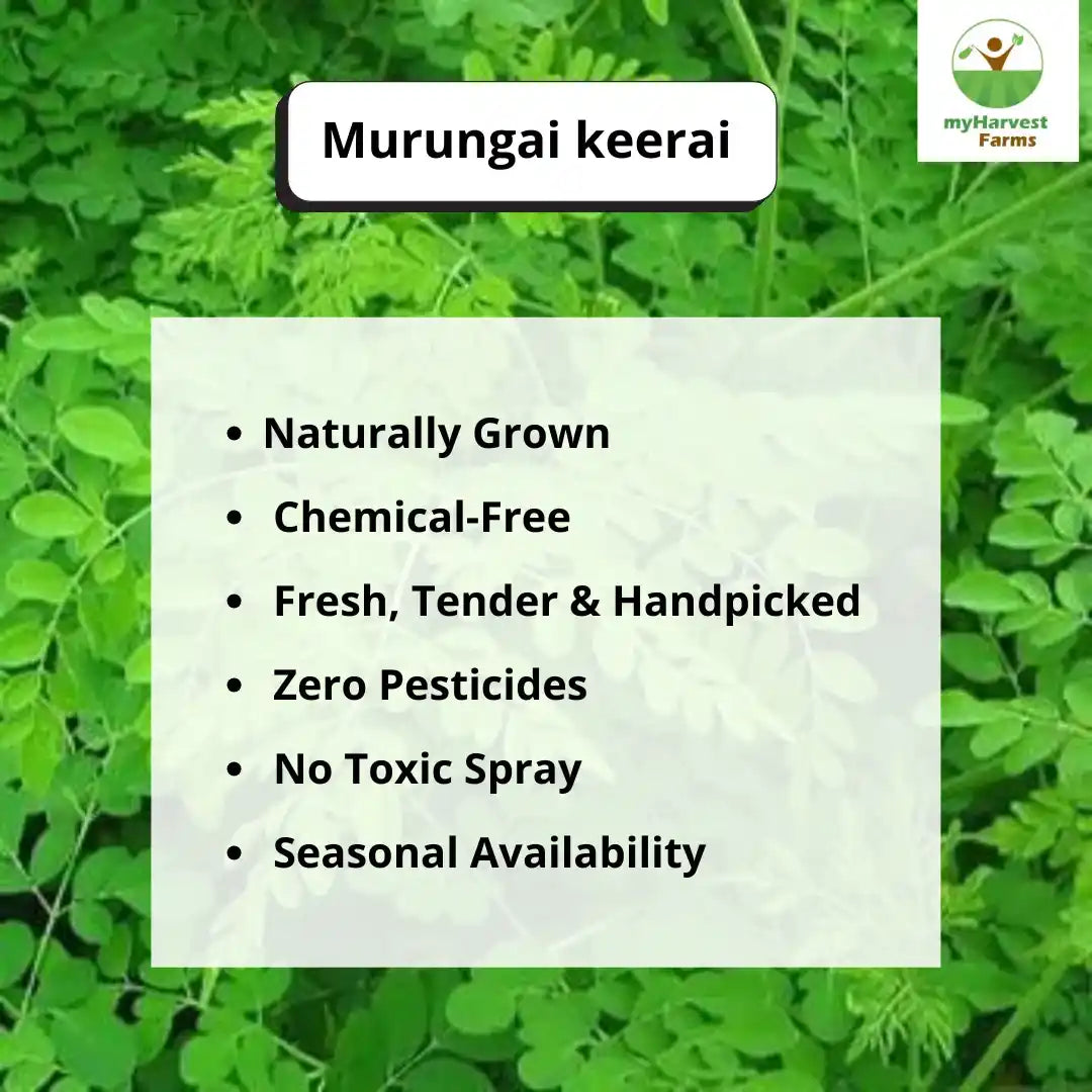 Murungai Keerai (Drumstick Leaves)