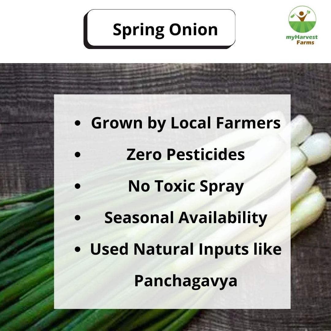 Spring Onion