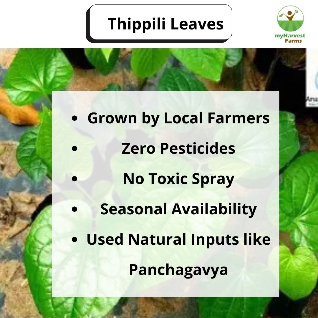 Thippili Leaves