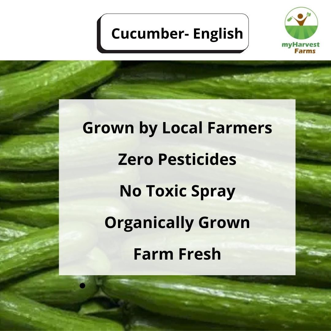 Cucumber - English