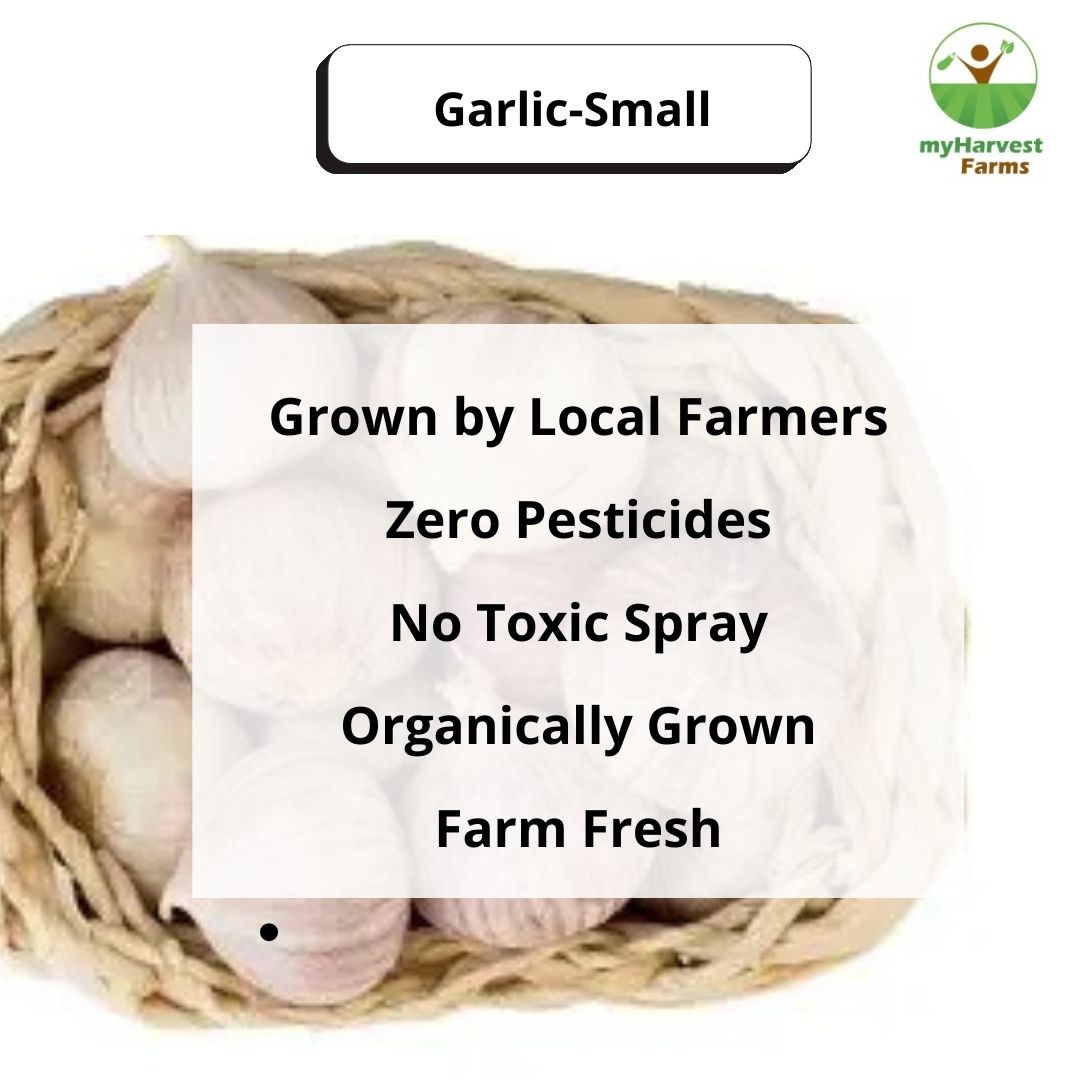 Garlic - Small
