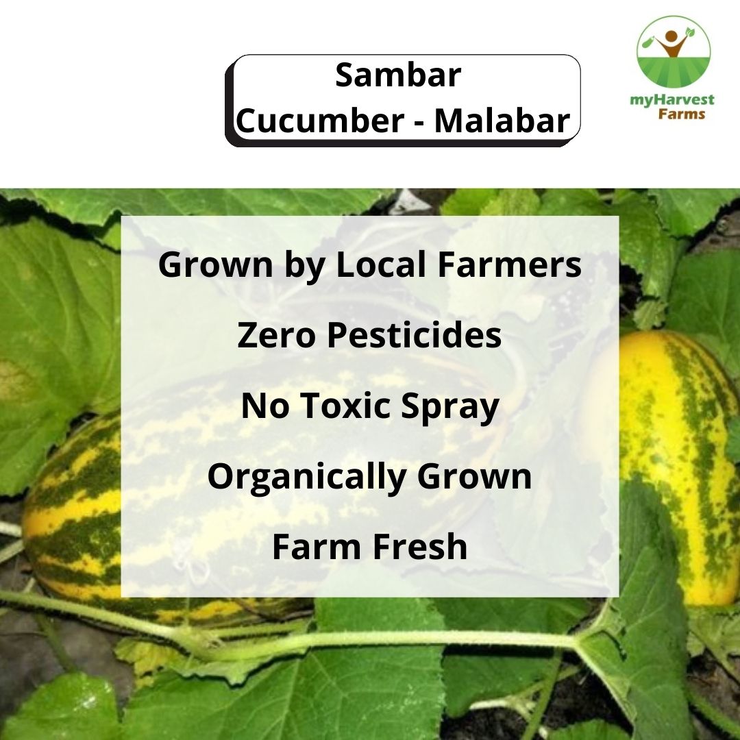 Sambar Cucumber - Malabar