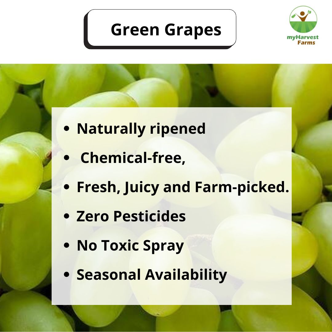 Organic Seedless Green Grapes | Chemical-Free Seasonal Fruit | Fresh from Farm