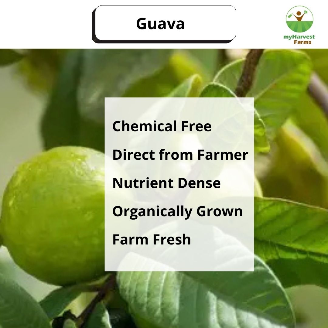 Guava