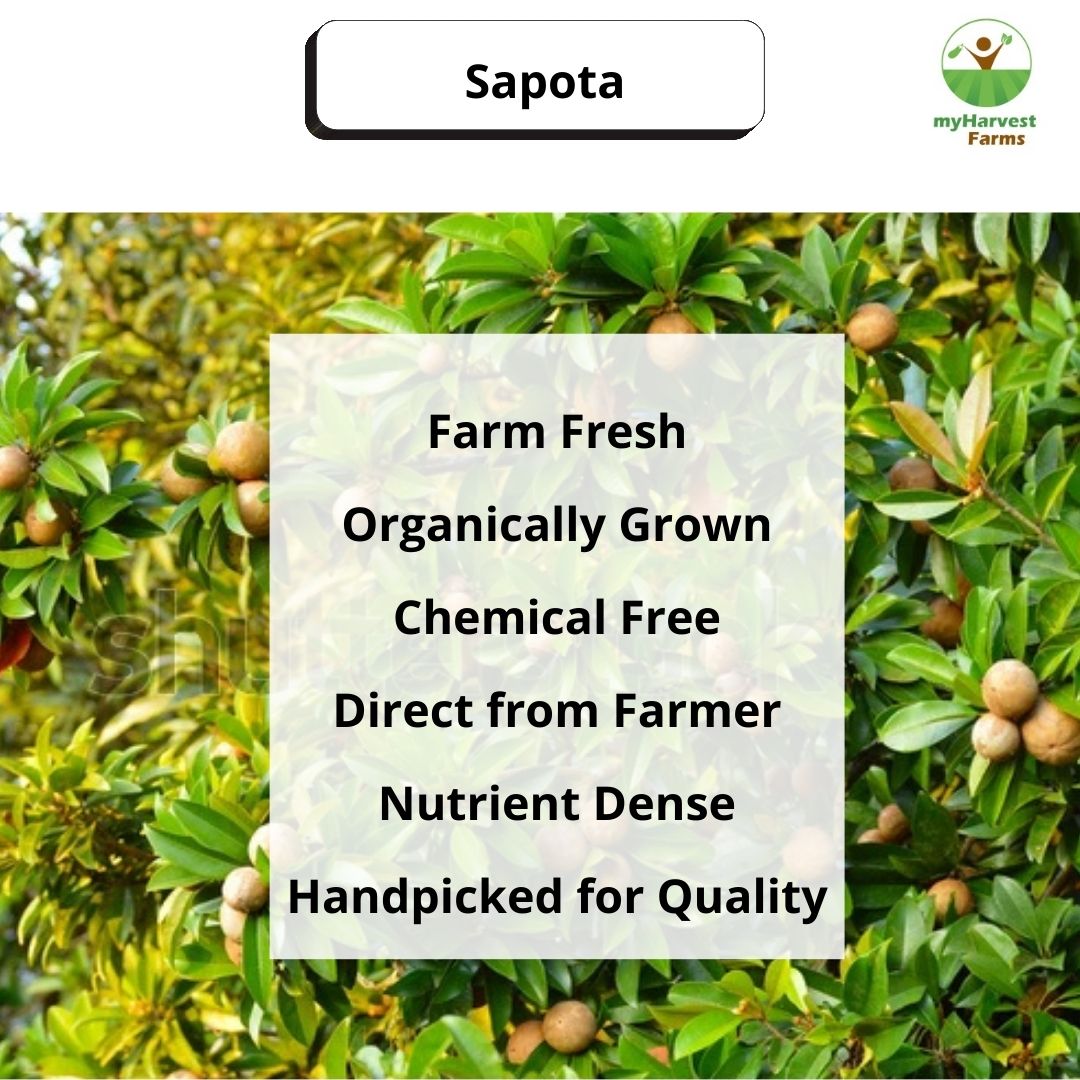 Sapota