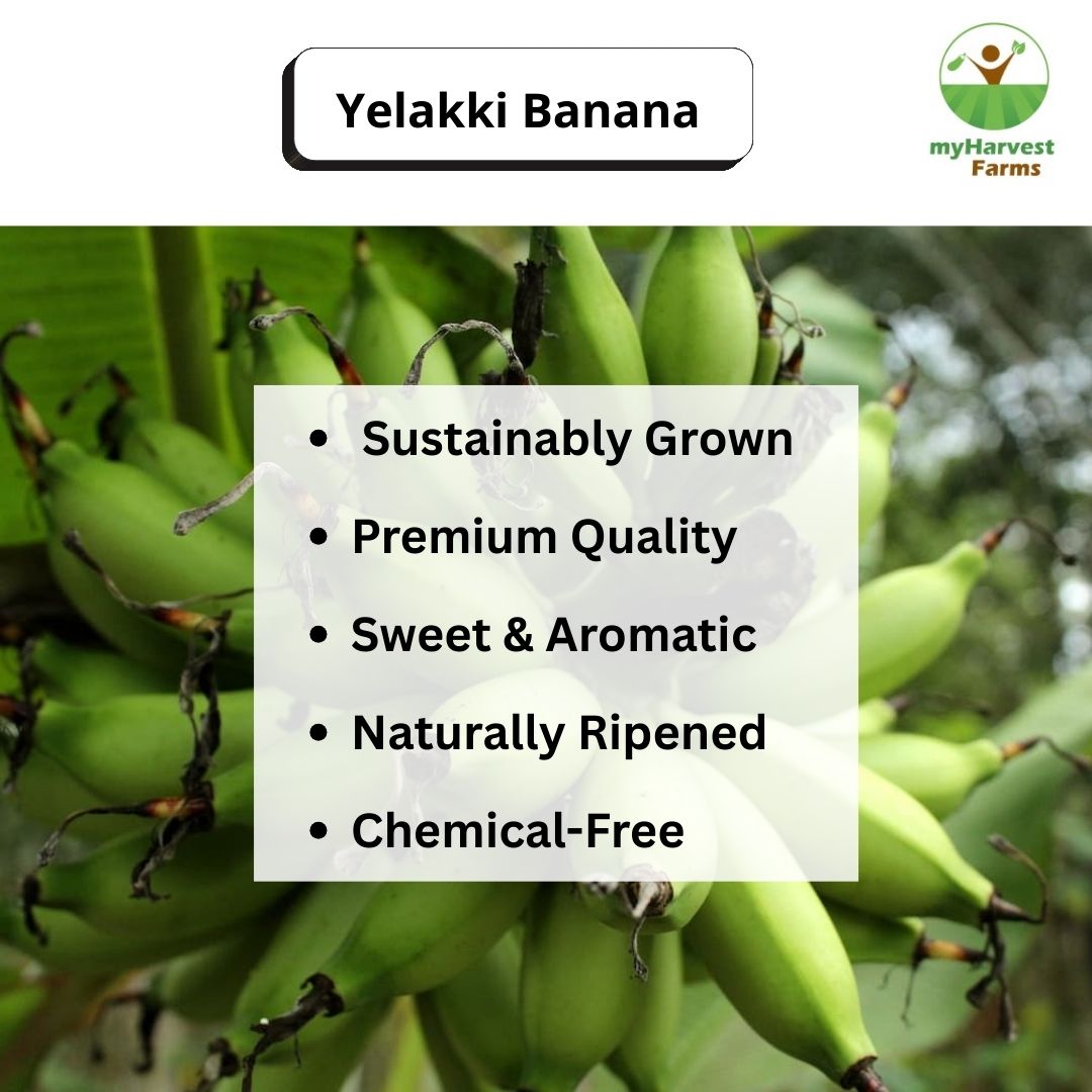 Yelakki Banana