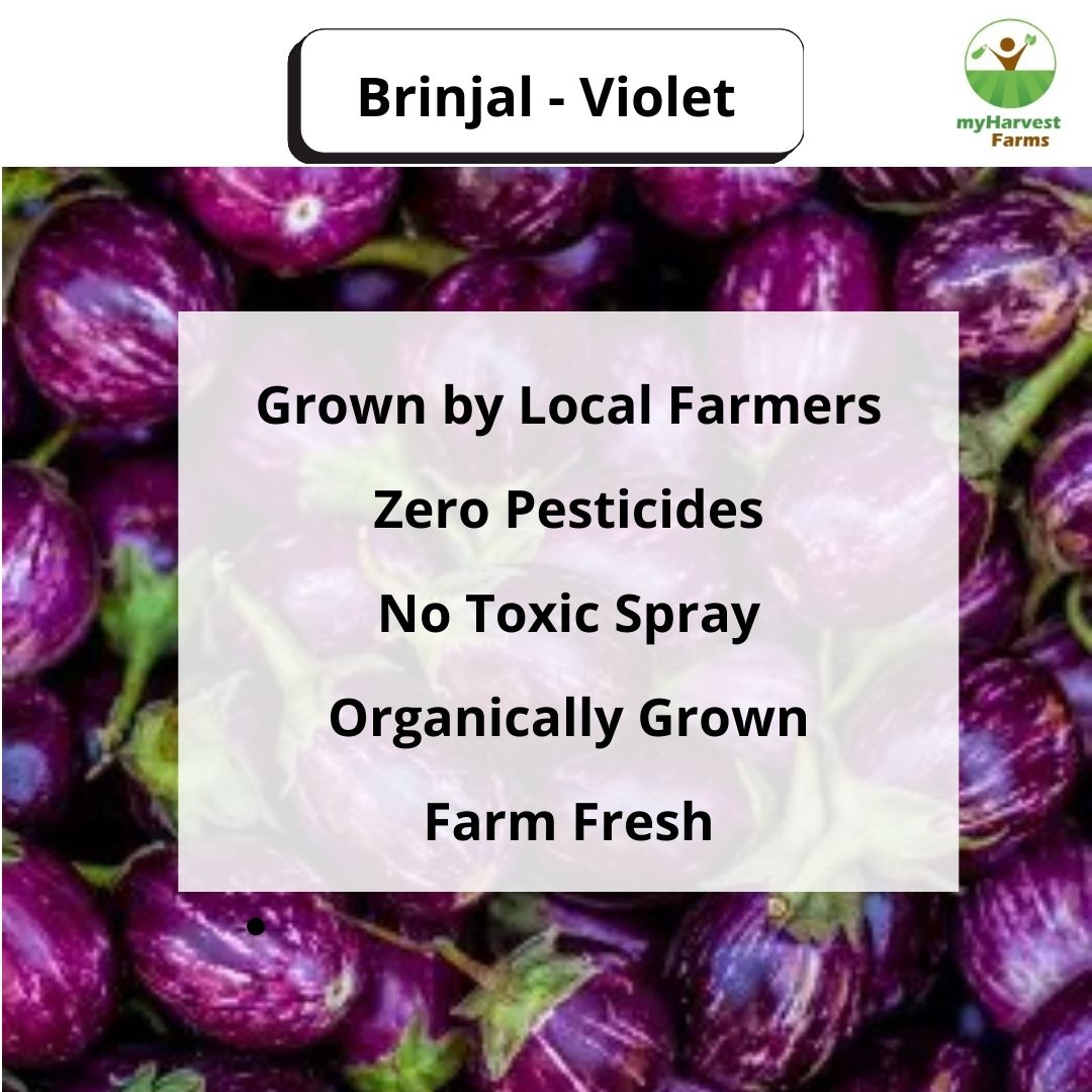 Brinjal - Violet