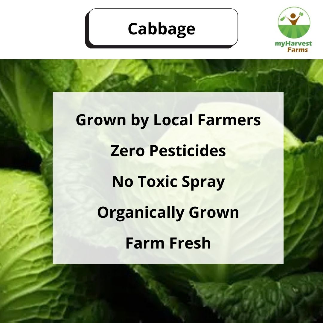 Cabbage
