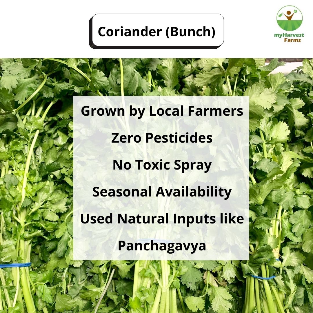 Coriander
