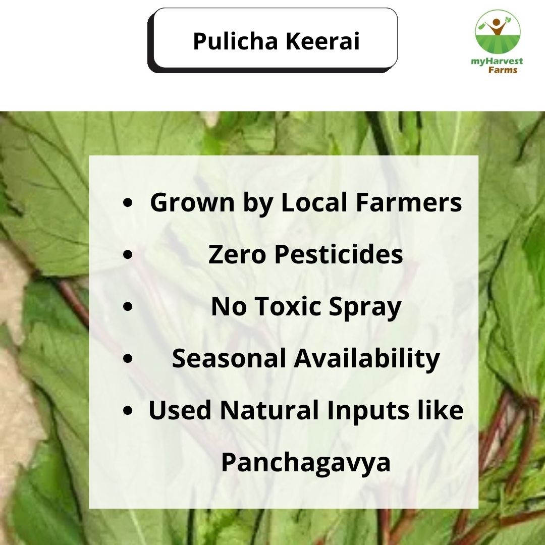 Pulicha Keerai - Gongura Leaves