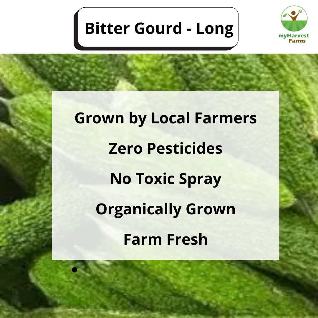 Bitter Gourd - Long