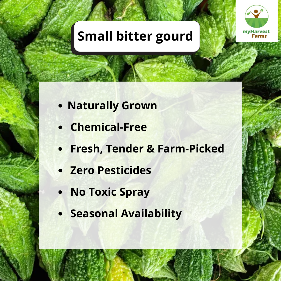 Bitter Gourd - Small