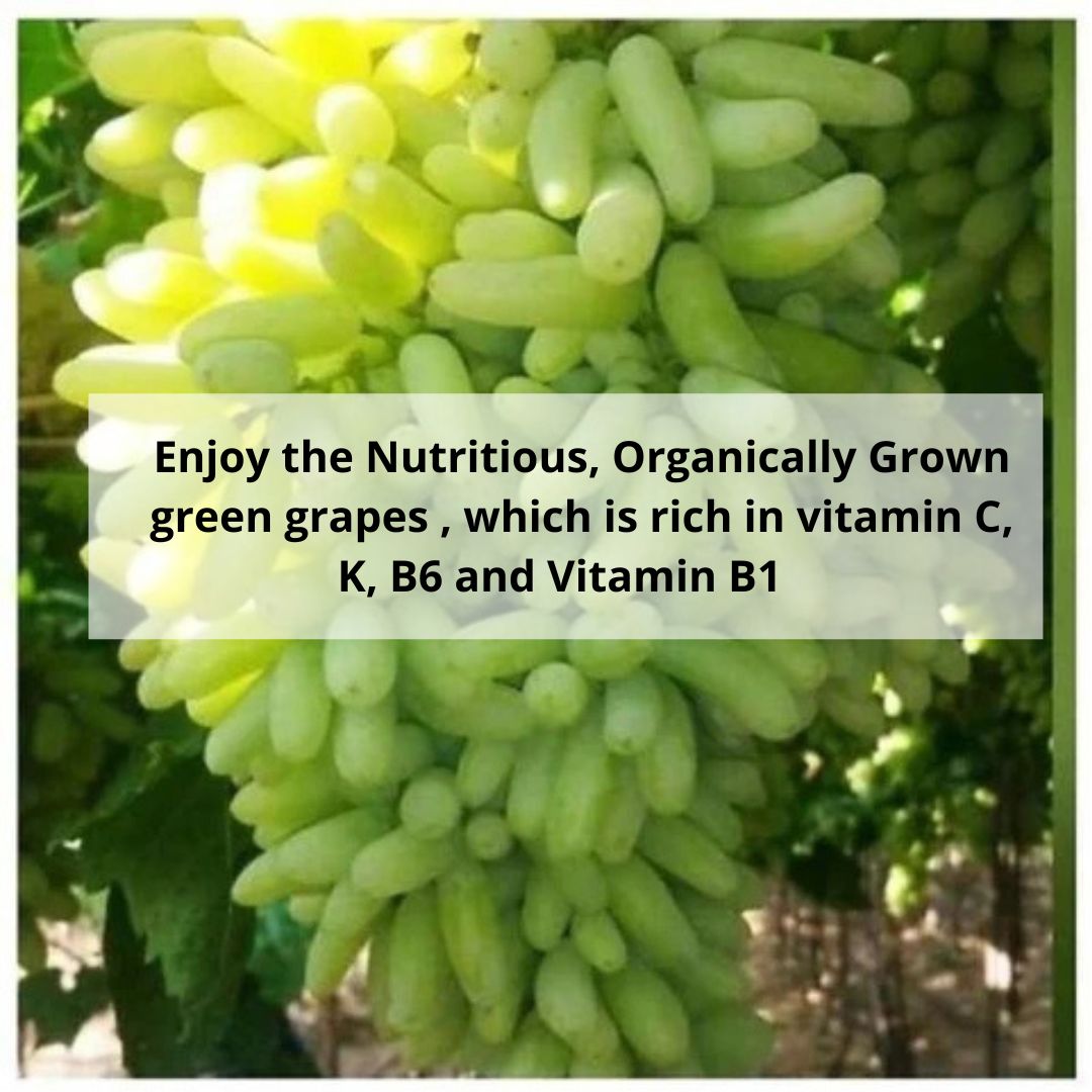 Organic Seedless Green Grapes | Chemical-Free Seasonal Fruit | Fresh from Farm