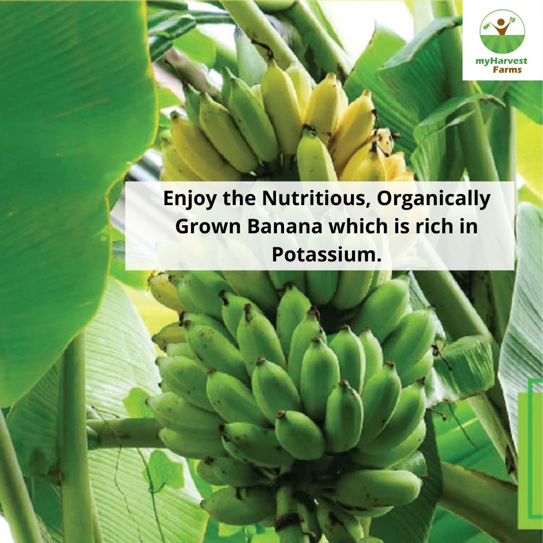Karpooravalli Banana