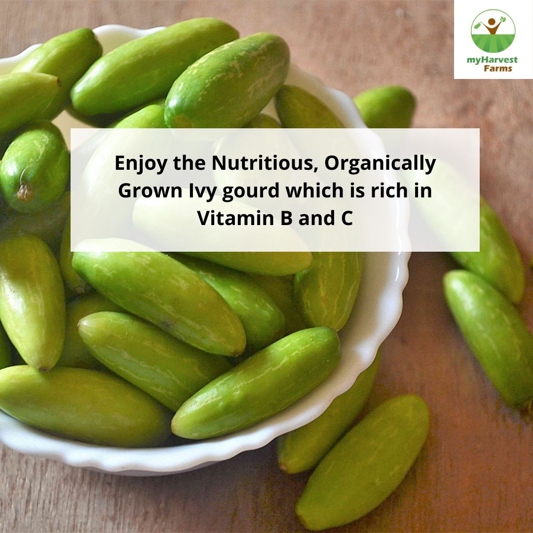 Kovakkai - Ivy Gourd