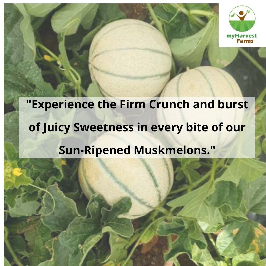 Muskmelon