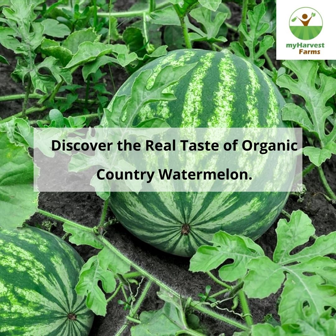 Watermelon - Country