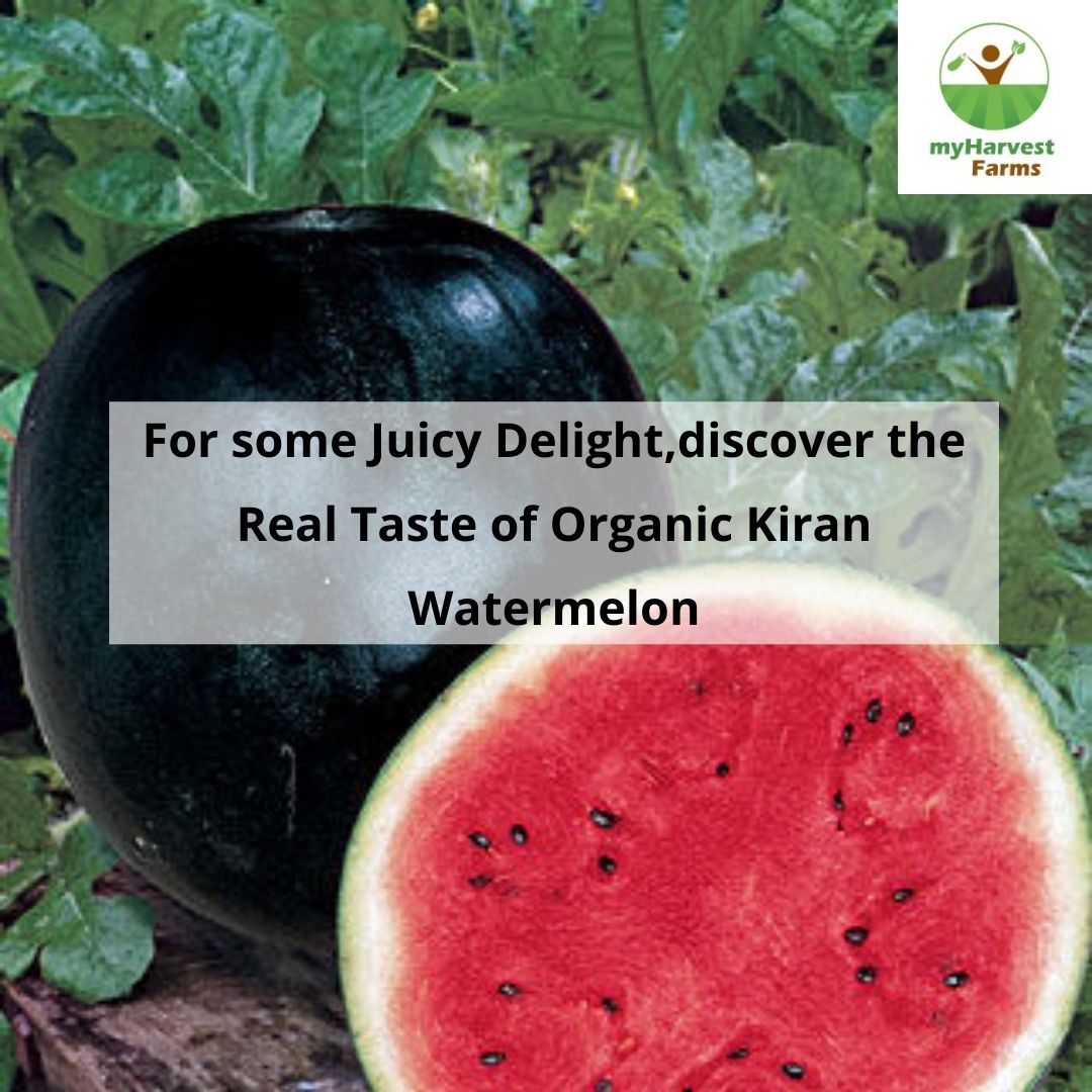 Watermelon - Kiran Dark Green