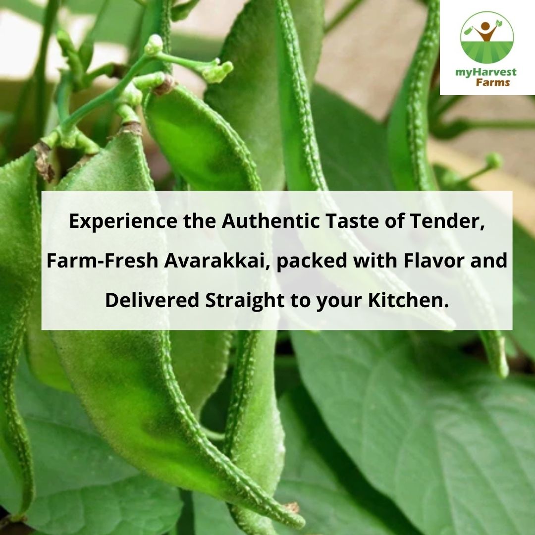 Avarakkai - Broad Beans