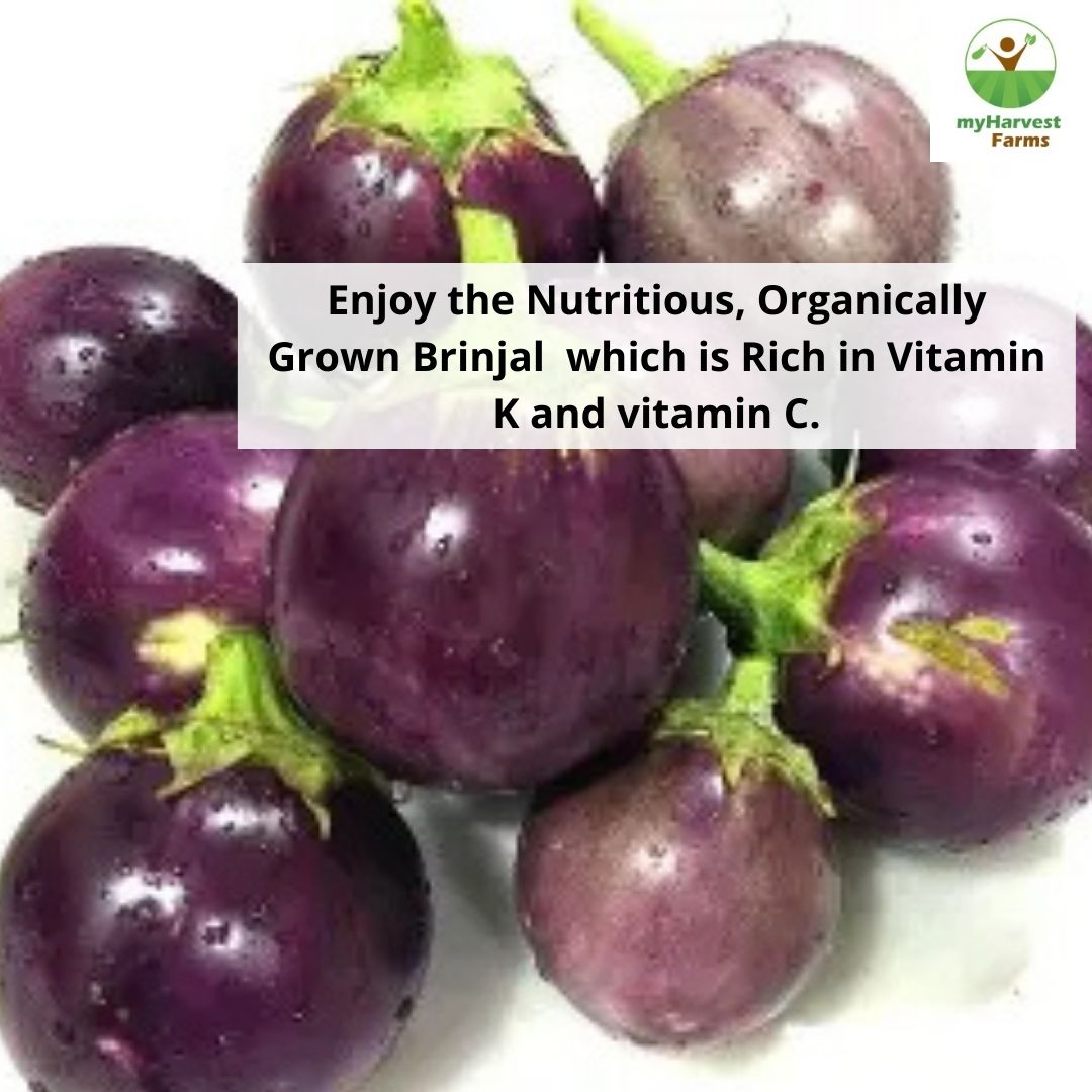 Brinjal - Violet