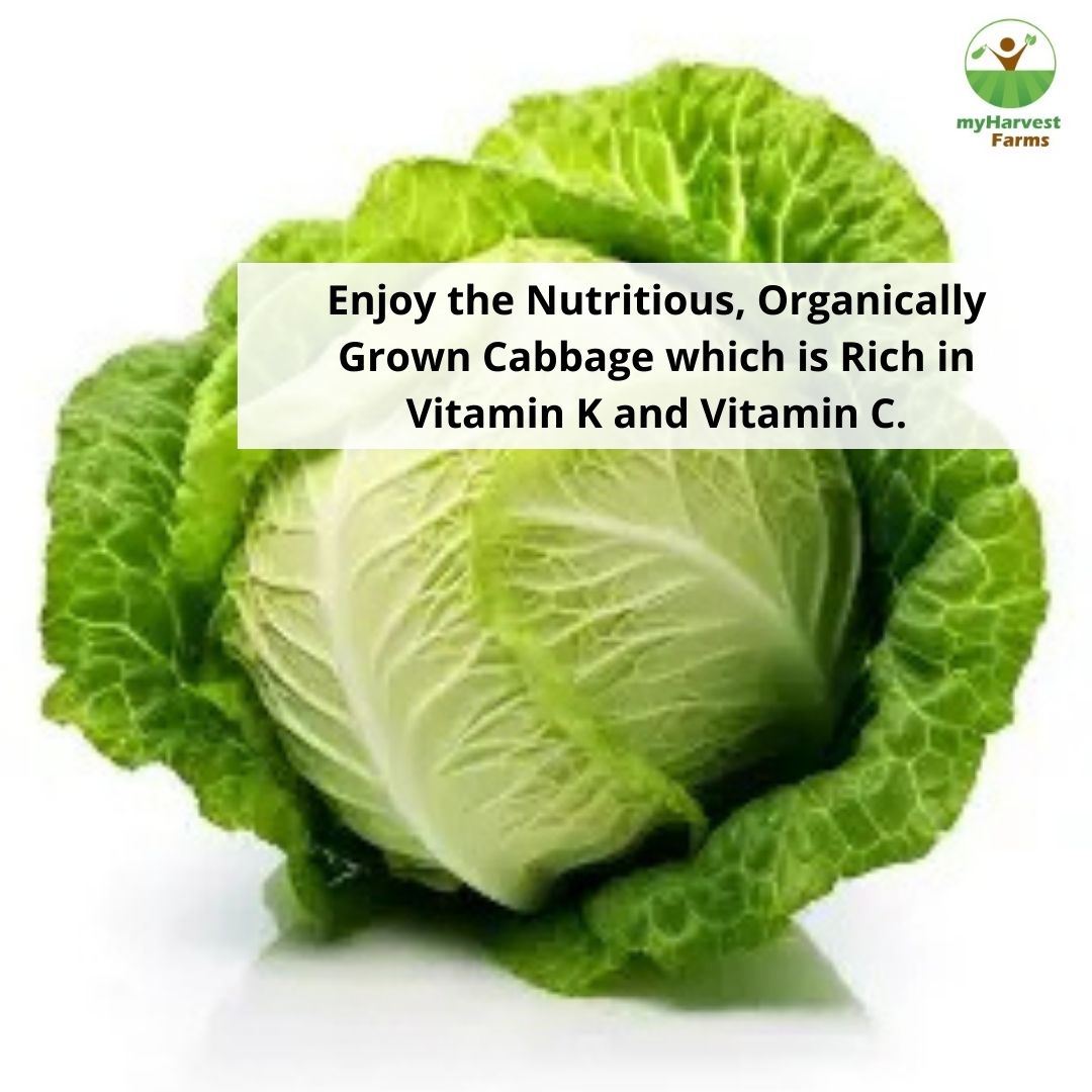 Cabbage