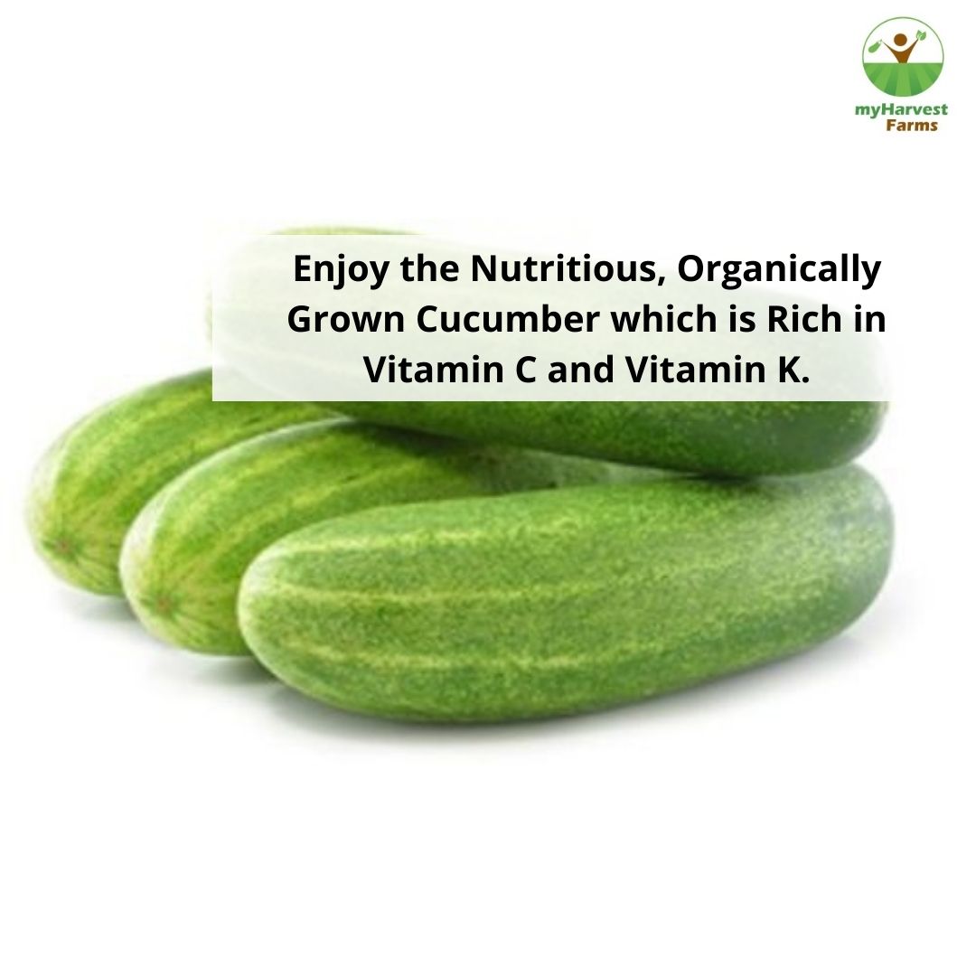 Cucumber - Country
