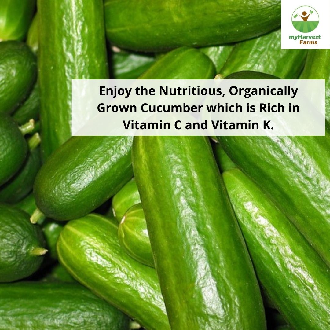 Cucumber - English
