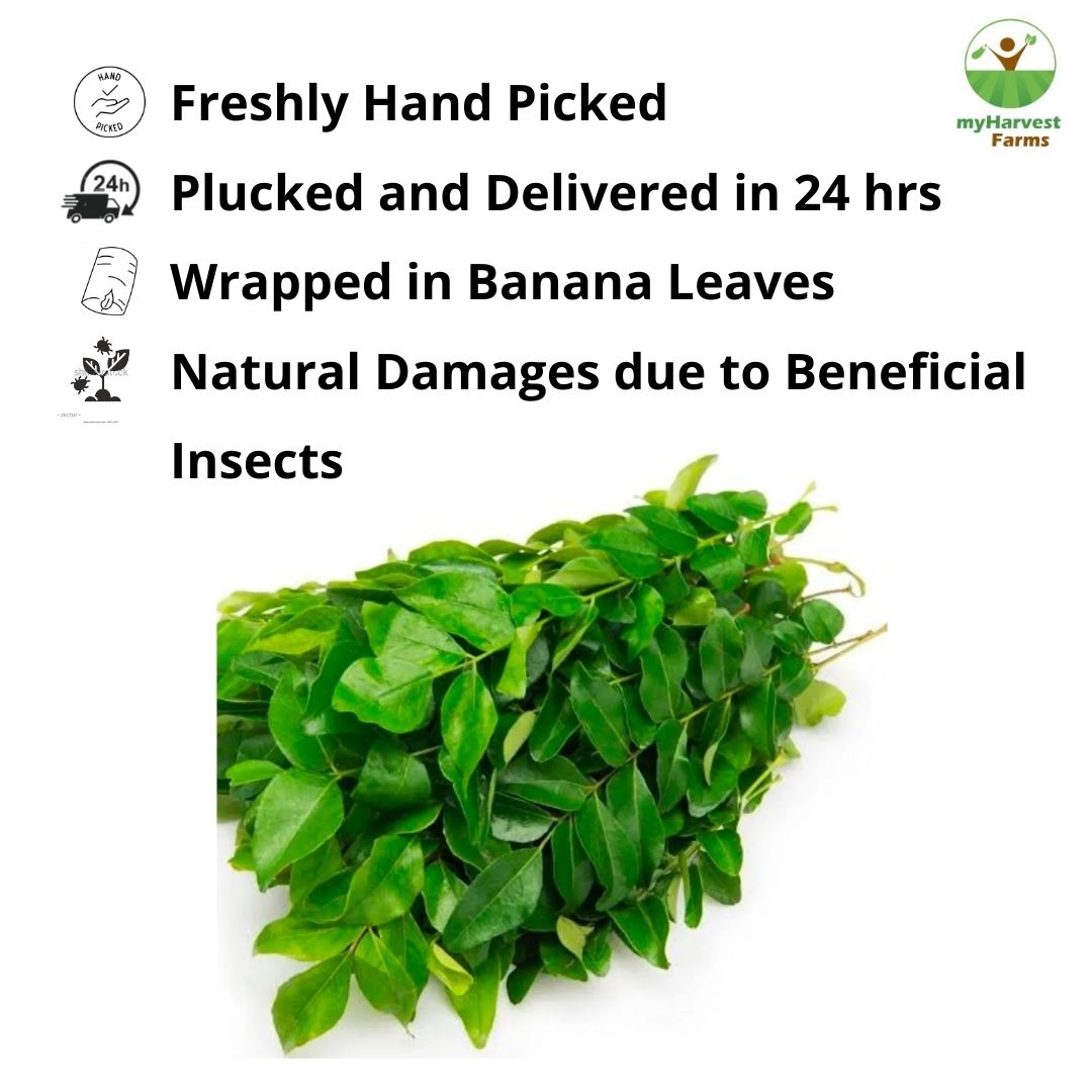 Curry Leaves