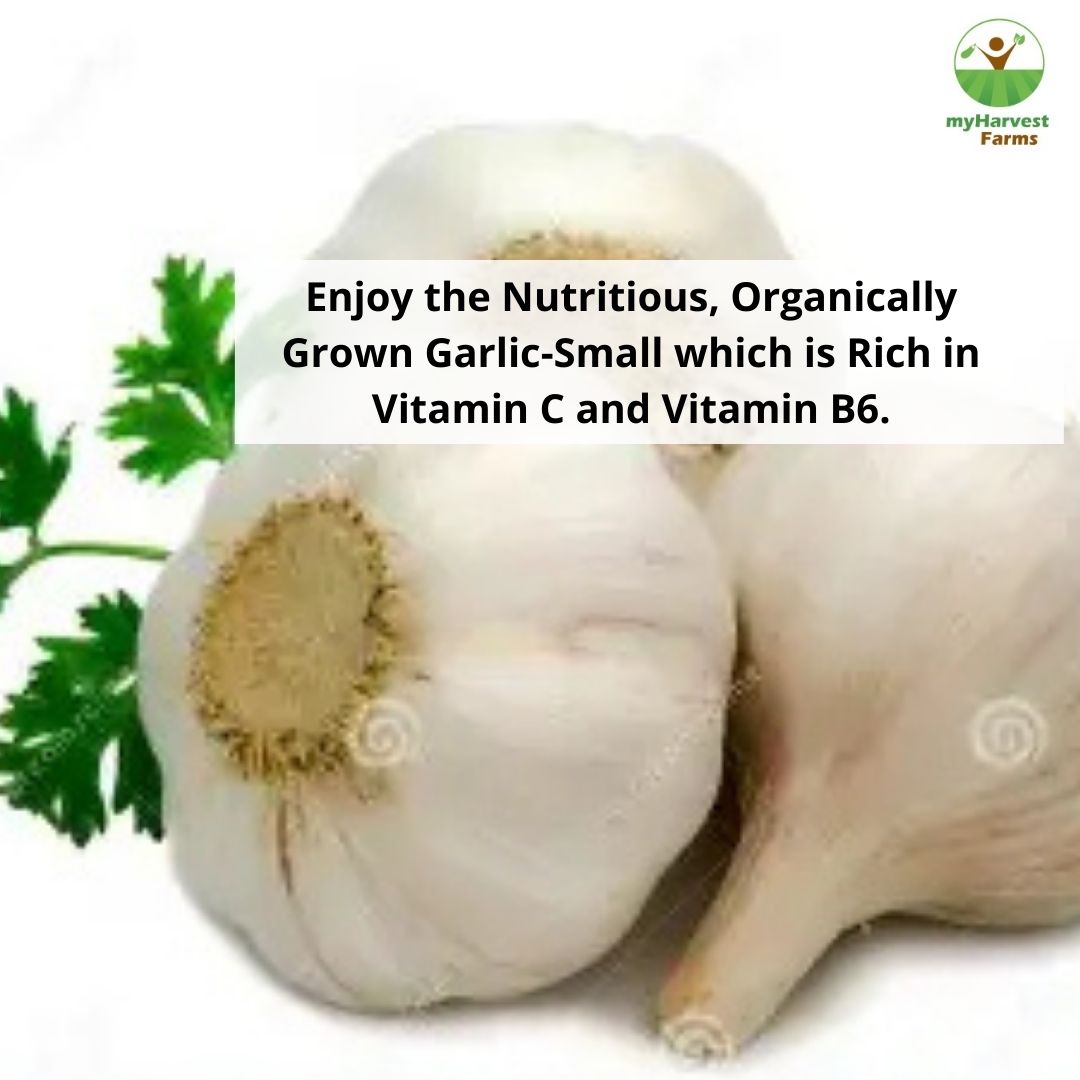 Garlic - Small