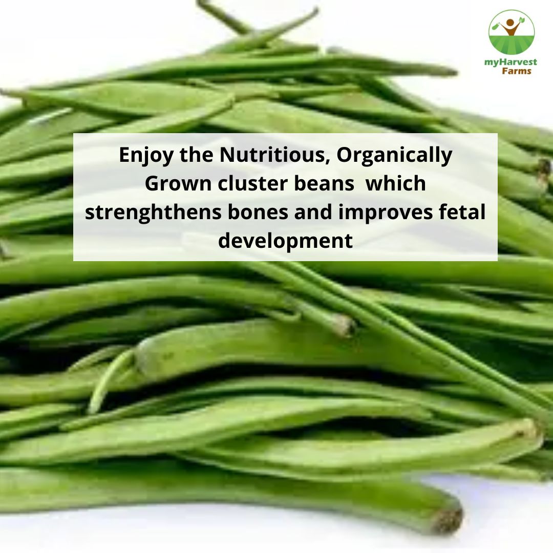 Kothavarai - Cluster Beans
