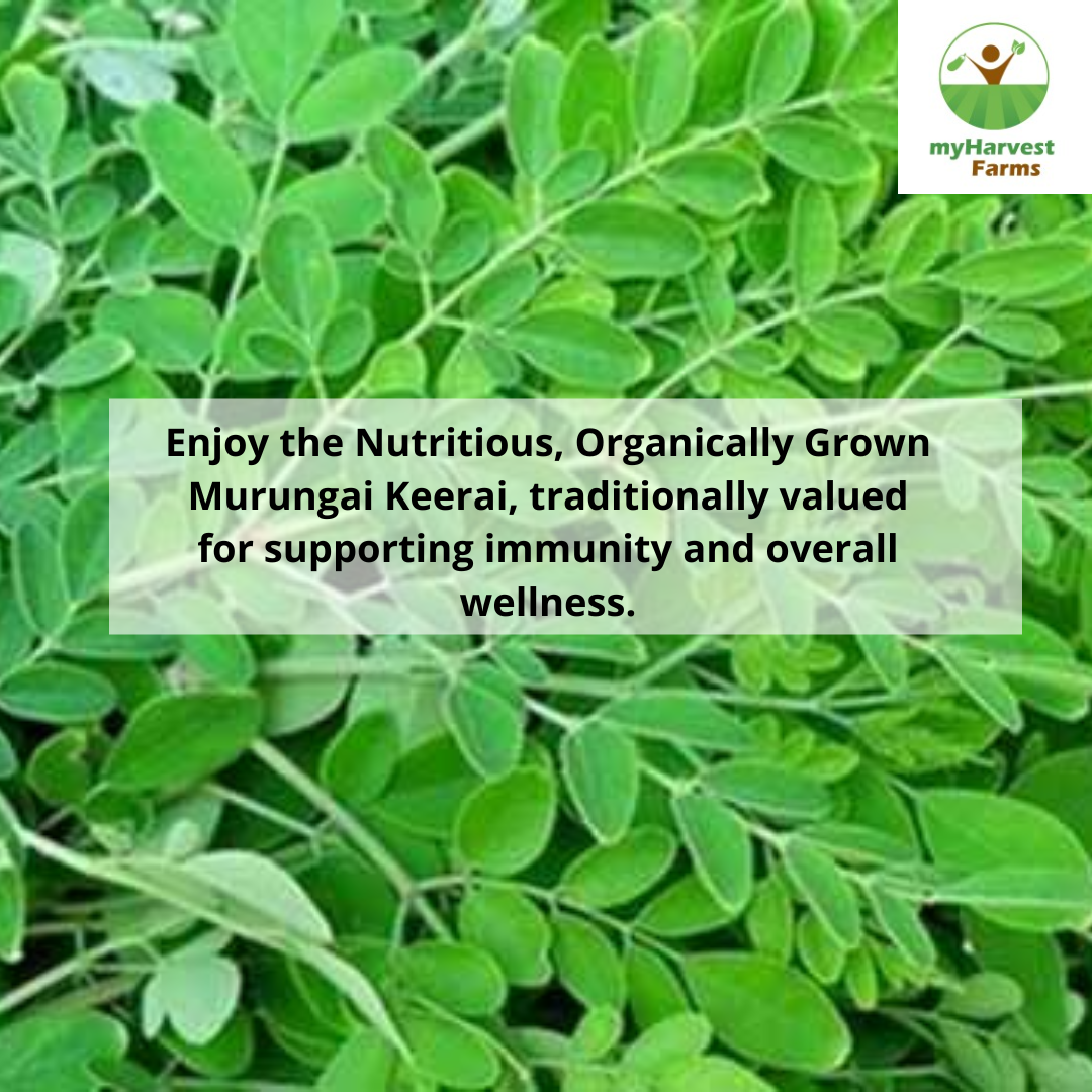Murungai Keerai (Drumstick Leaves)