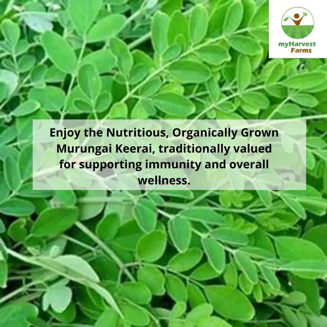 Murungai Keerai (Drumstick Leaves)