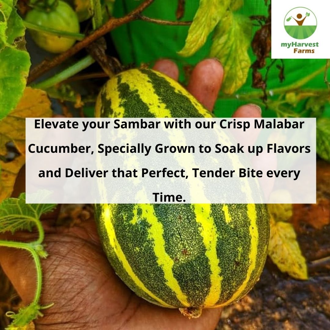 Sambar Cucumber - Malabar