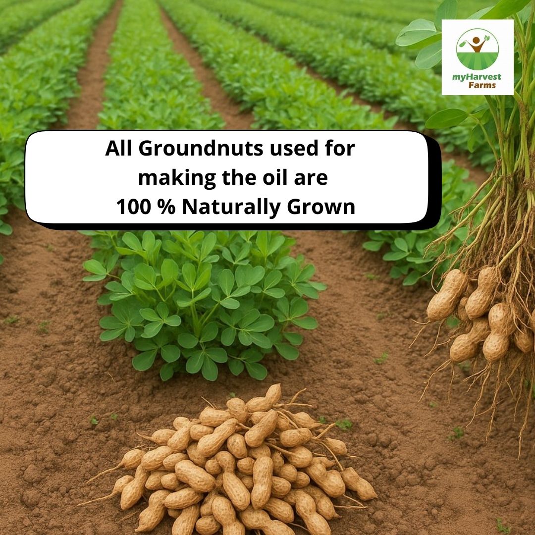Groundnut Oil - Cold Pressed