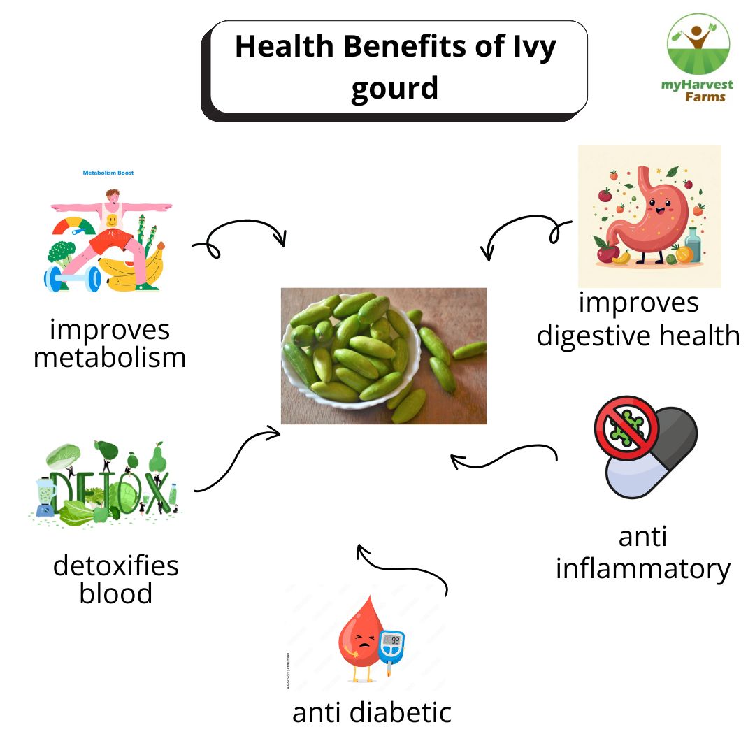Kovakkai - Ivy Gourd