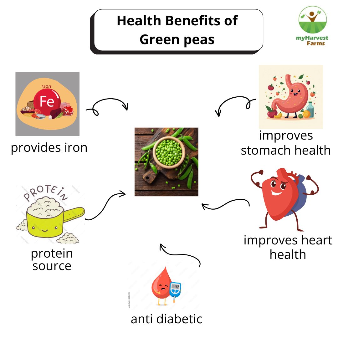 Pattani - Green Peas