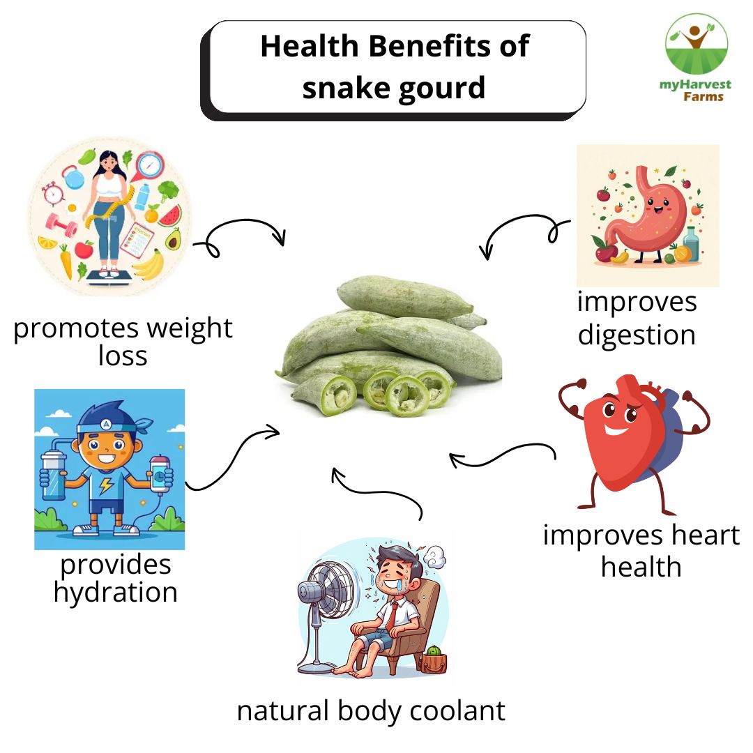Podalangai - Snake Gourd (Small)
