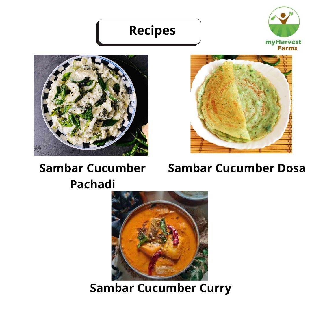 Sambar Cucumber - Malabar