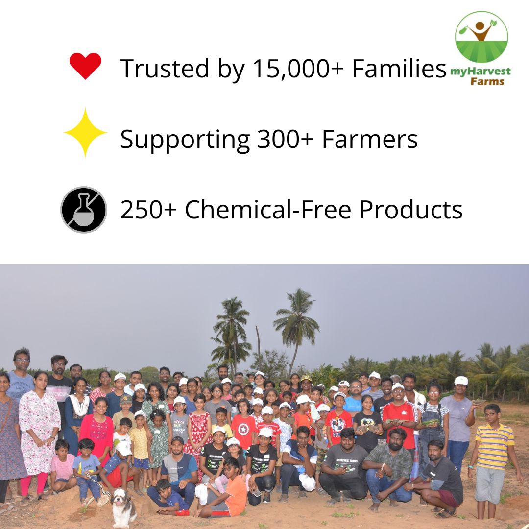 Organic Seedless Green Grapes | Chemical-Free Seasonal Fruit | Fresh from Farm