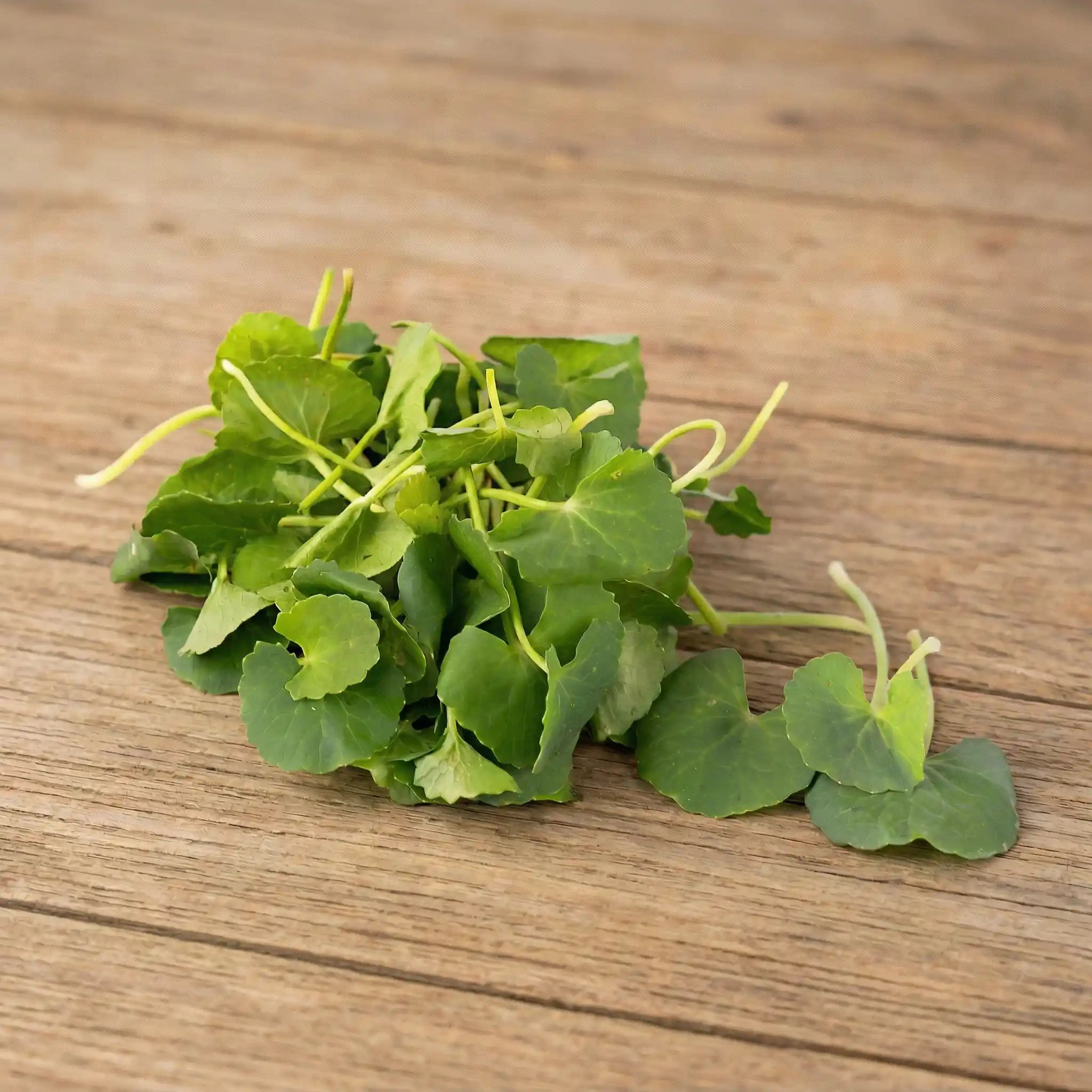 Tender vallarai leaves naturally cultivated and carefully selected for their freshness