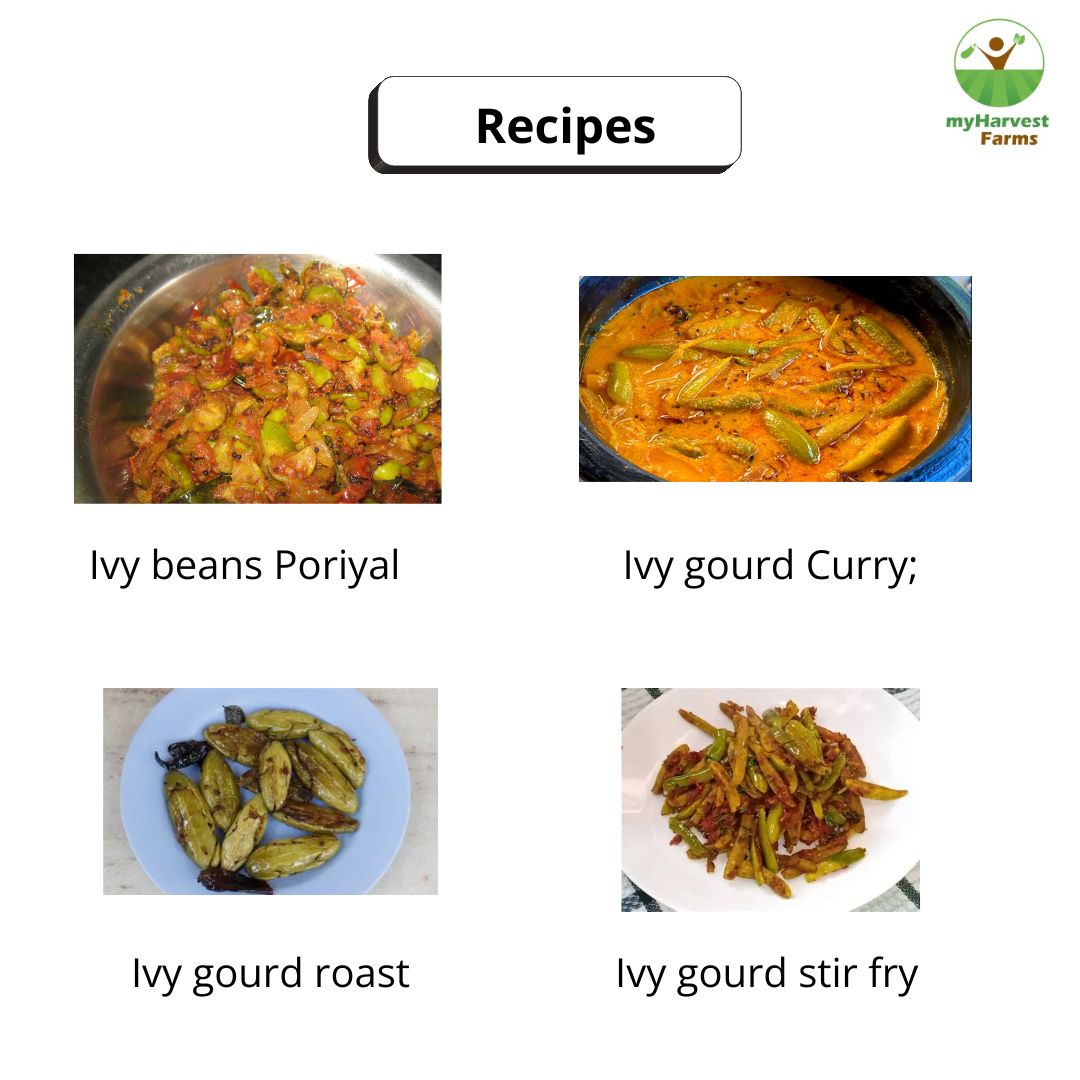 Kovakkai - Ivy Gourd